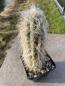Preview: Oreocereus celsianus
